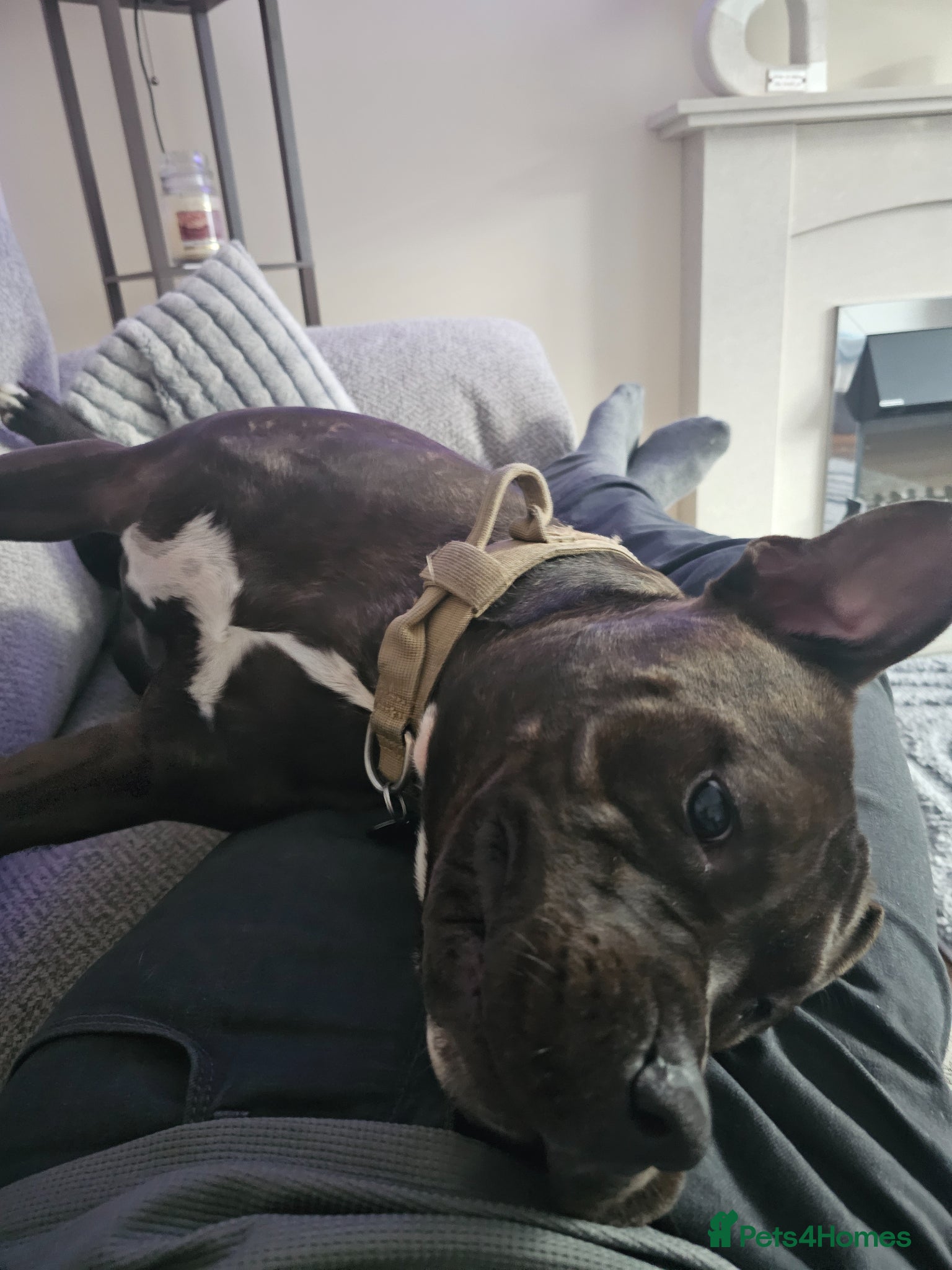 Mixed Breed dogs Amstaff /staffy  - Advert 2