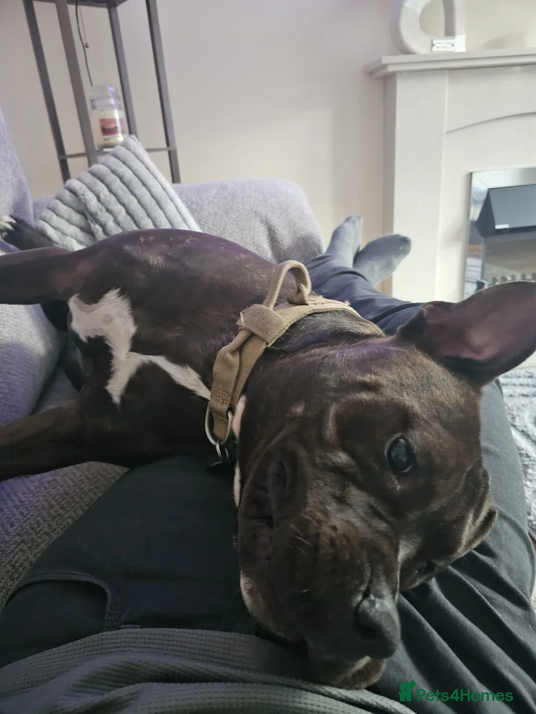 Mixed Breed dogs for sale: Amstaff /staffy  - Advert 2