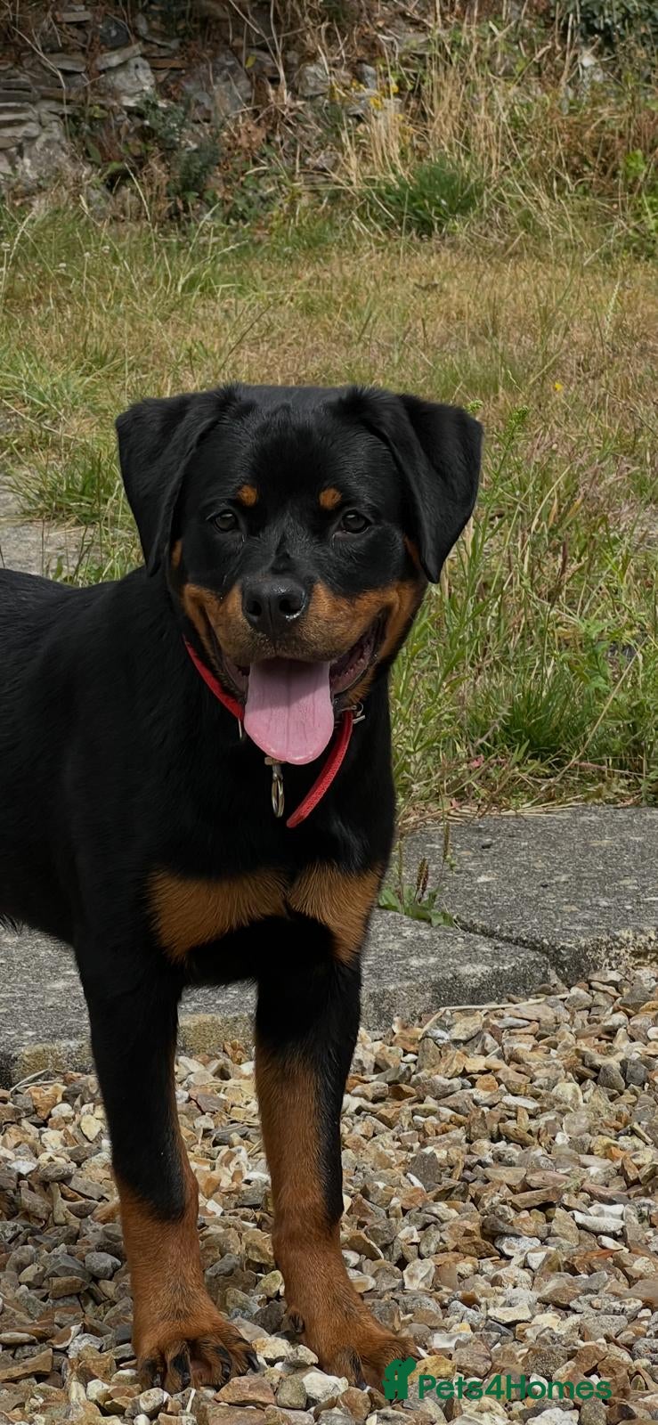 Rottweiler dogs Rottweiler puppies for show & breeding - Advert 2
