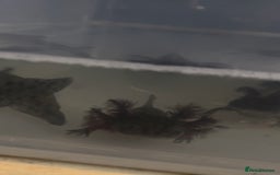 Axolotl reptiles for sale: Axolotl For Sale - Image 1