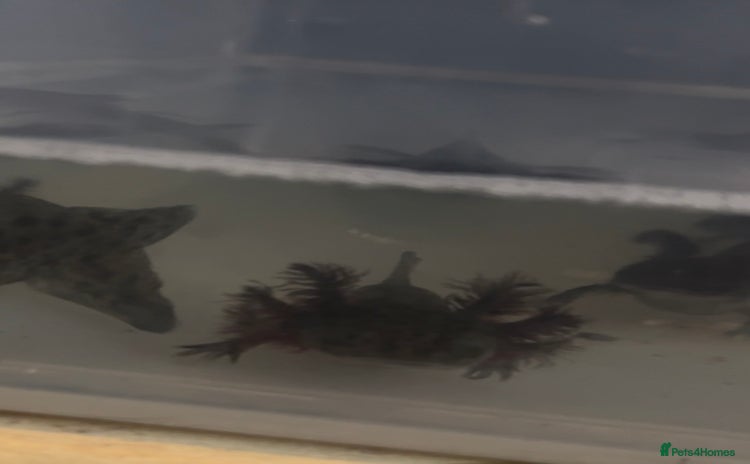Axolotl reptiles - Advert 2
