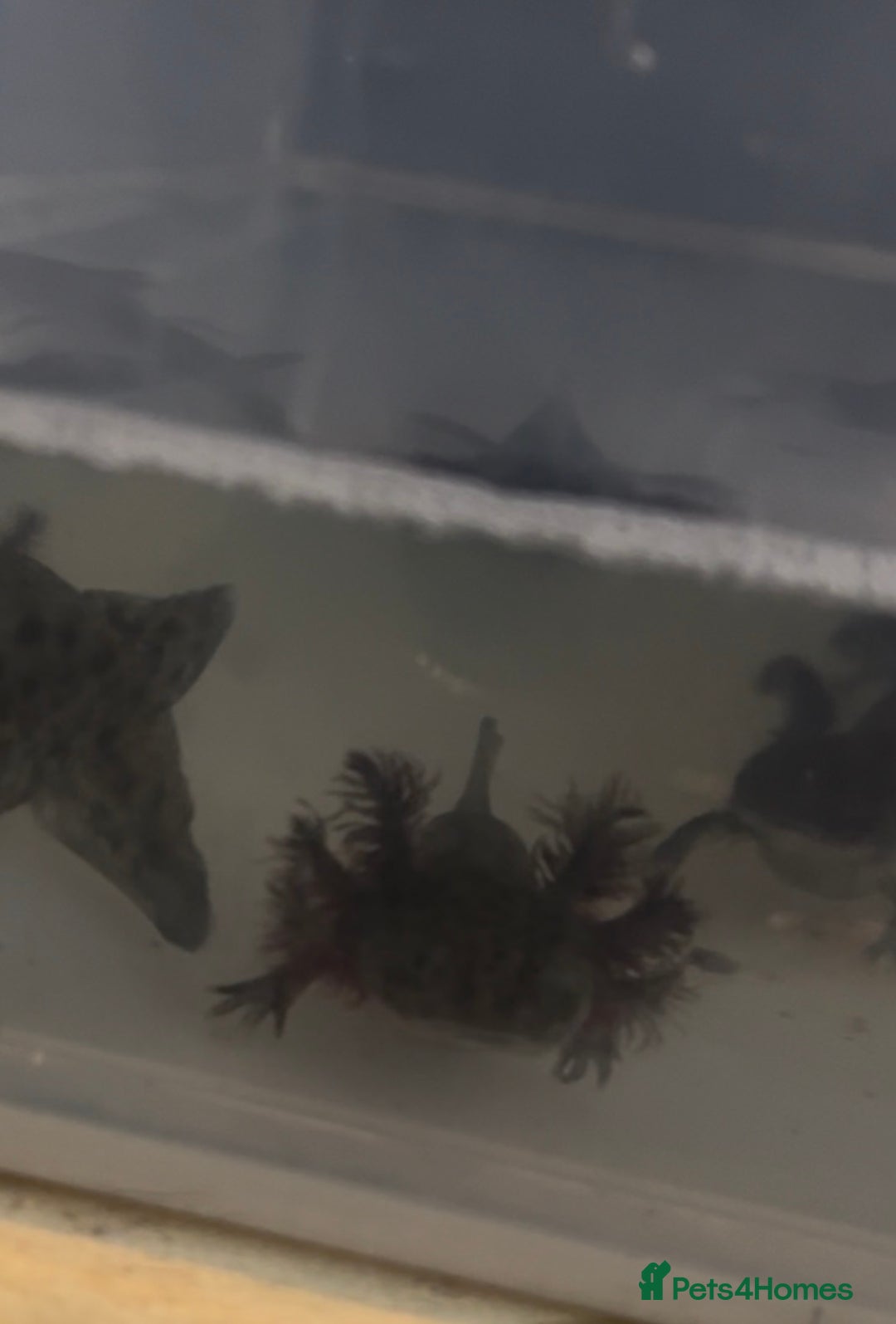 Axolotl reptiles for sale: Axolotl For Sale - Image 1