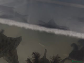 Axolotl reptiles - Advert 19