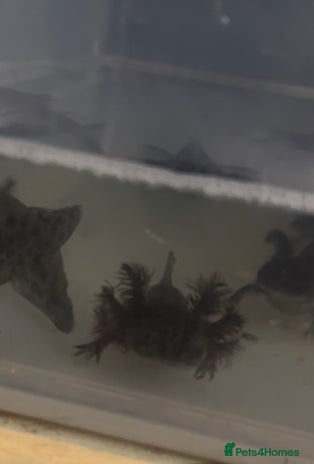 Axolotl reptiles - Advert 2