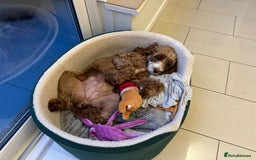 Cavapoo dogs for sale: Expecting a litter-health tested F1b Cavapoo pups - Image 25