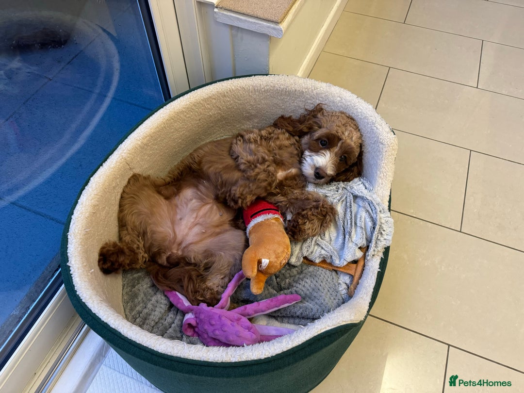 Cavapoo dogs for sale: Expecting a litter-health tested F1b Cavapoo pups - Image 25