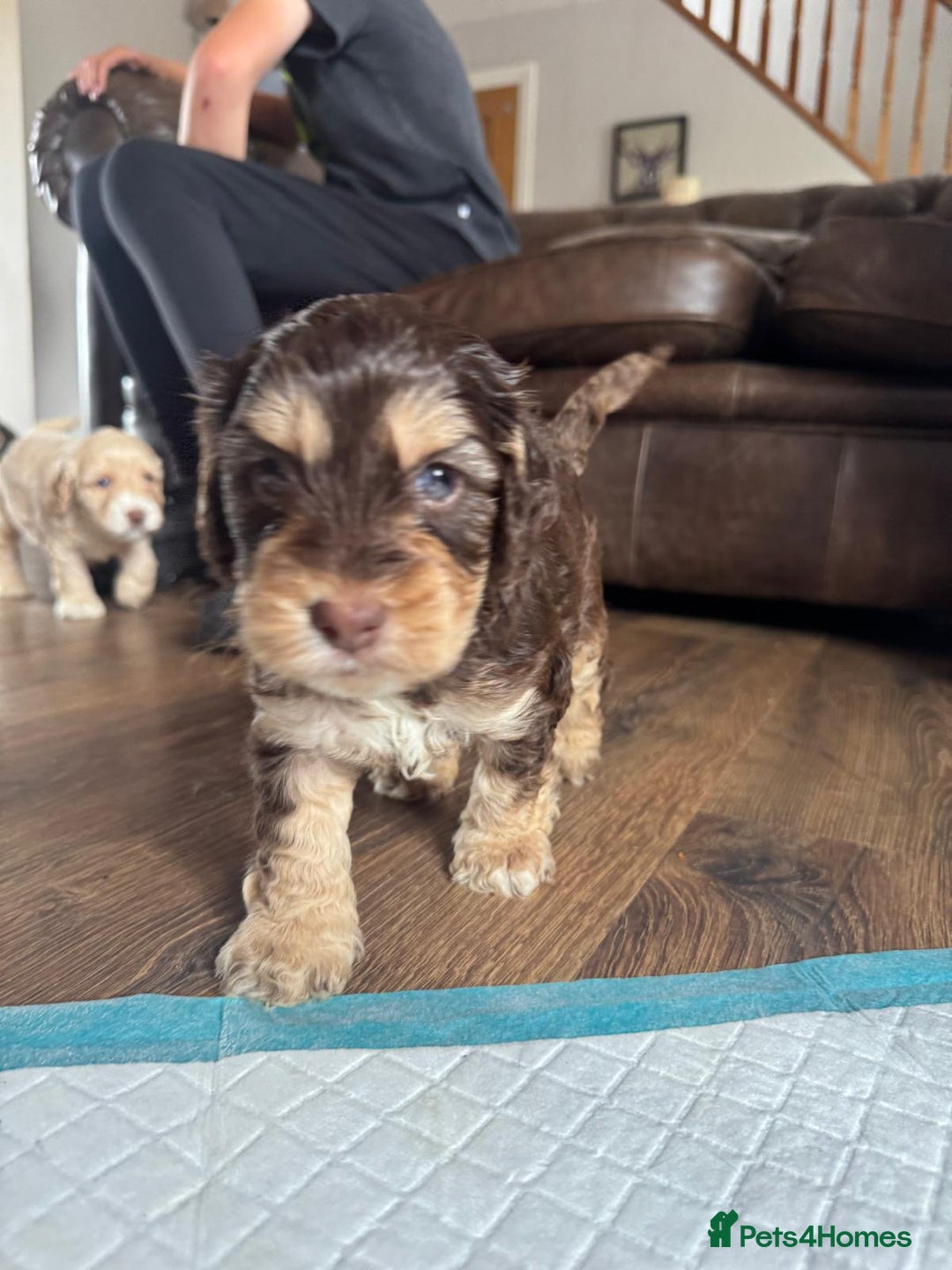 Cockapoo dogs for sale: Adorable F1 Cockerpoo puppies - Image 8