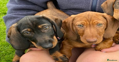 Dachshund dogs - Advert 1