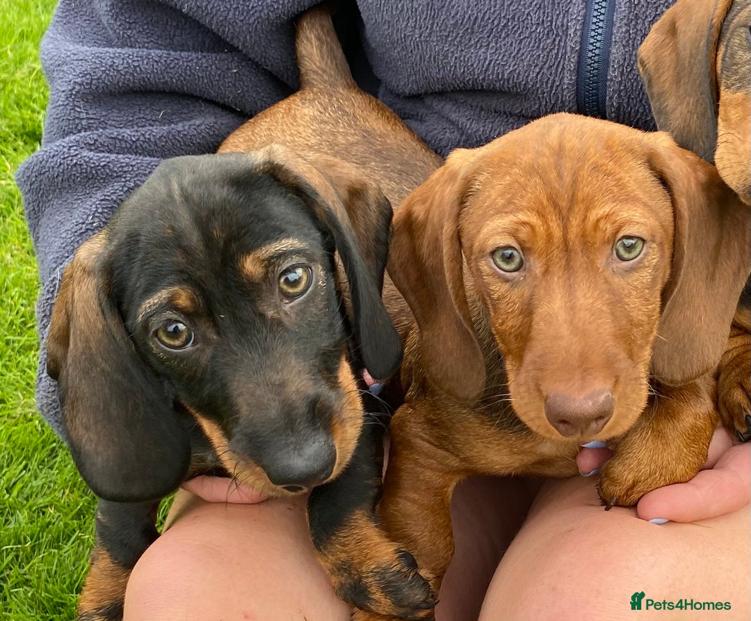 Dachshund dogs for sale: Stunning Dachshunds  - Image 2