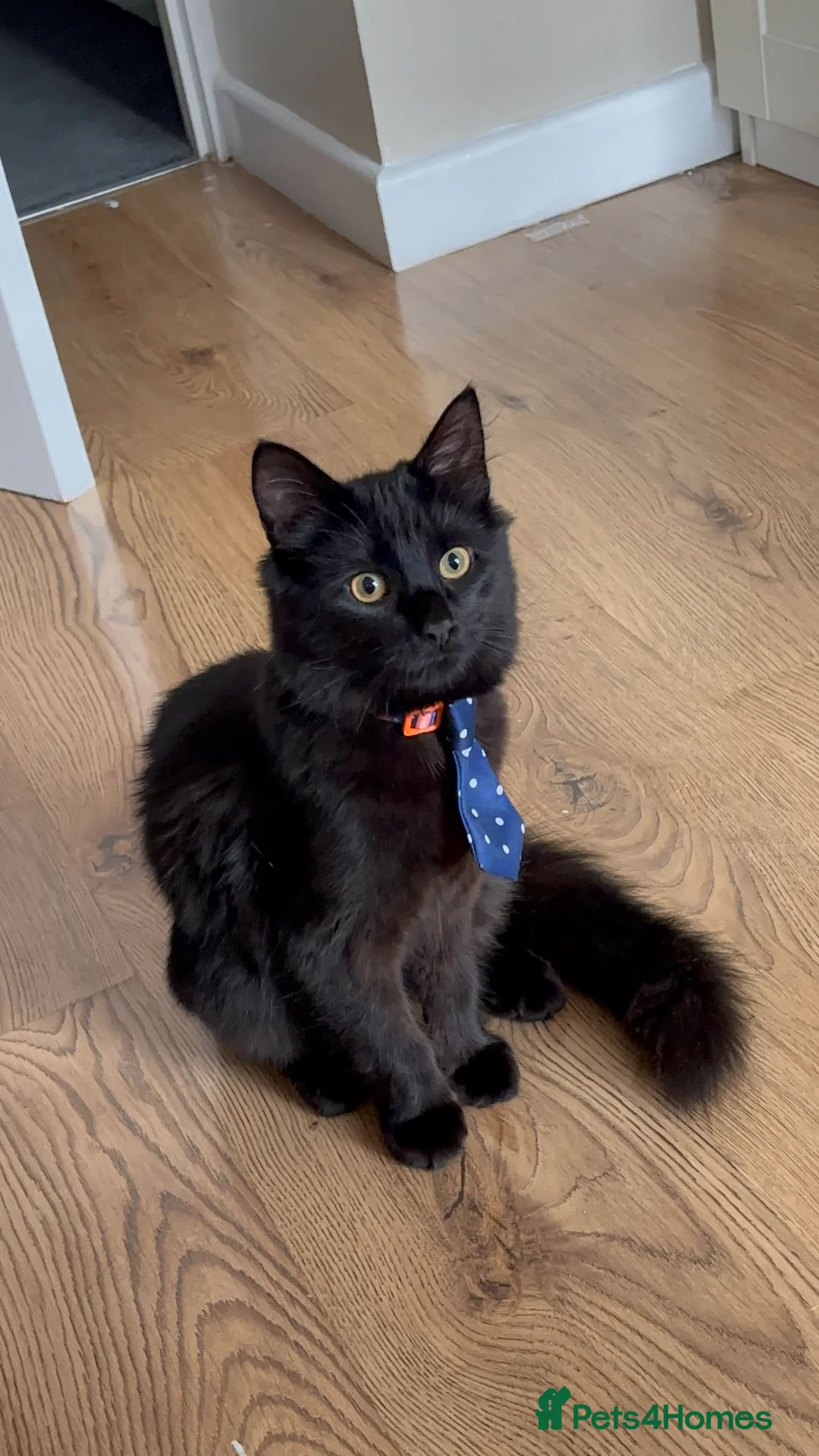 Mixed Breed cats for sale: Male Kitten, Oreo - Advert 2