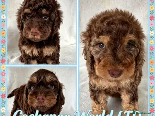 Cockapoo dogs DNA CLEAR, Beautiful Cockapoo Pups,Ready 5th June - Advert 3