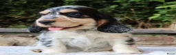 Cocker Spaniel dogs for sale: Extensively Health tested Parents & UNIQUE colours - Advert 2