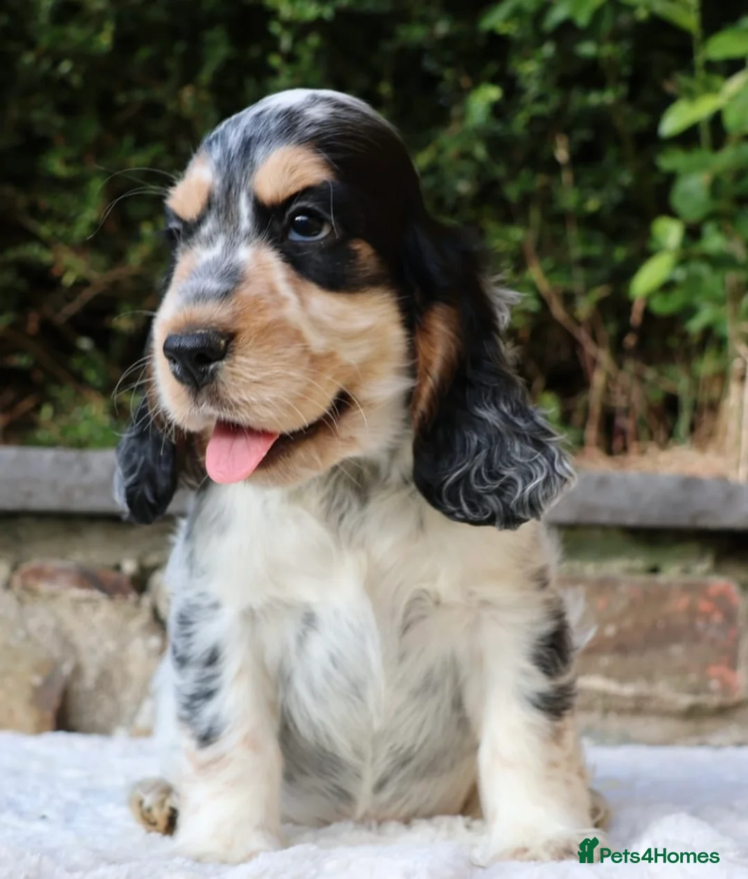 Cocker Spaniel dogs for sale: Extensively Health tested Parents & UNIQUE colours - Advert 2