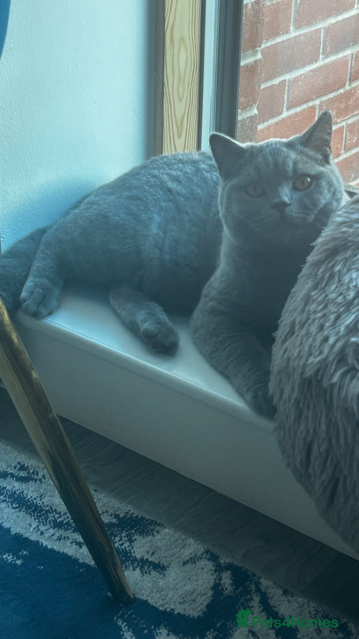 British Shorthair cats 🧸1 Remaining Chunky British Shorthair Kittens🧸 - Advert 2