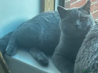 British Shorthair cats 🧸1 Remaining Chunky British Shorthair Kittens🧸 - Advert 2