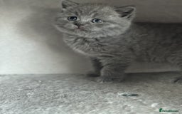 British Shorthair cats for sale: ✨ GCCF/TICA Stunning BSH Kittens – Blue&Bicolour ✨ - Image 4