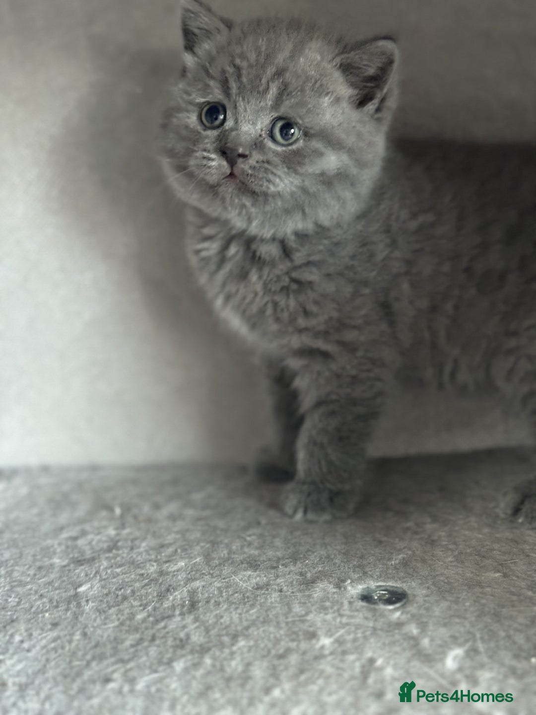 British Shorthair cats for sale: ✨ GCCF/TICA Stunning BSH Kittens – Blue&Bicolour ✨ - Image 4