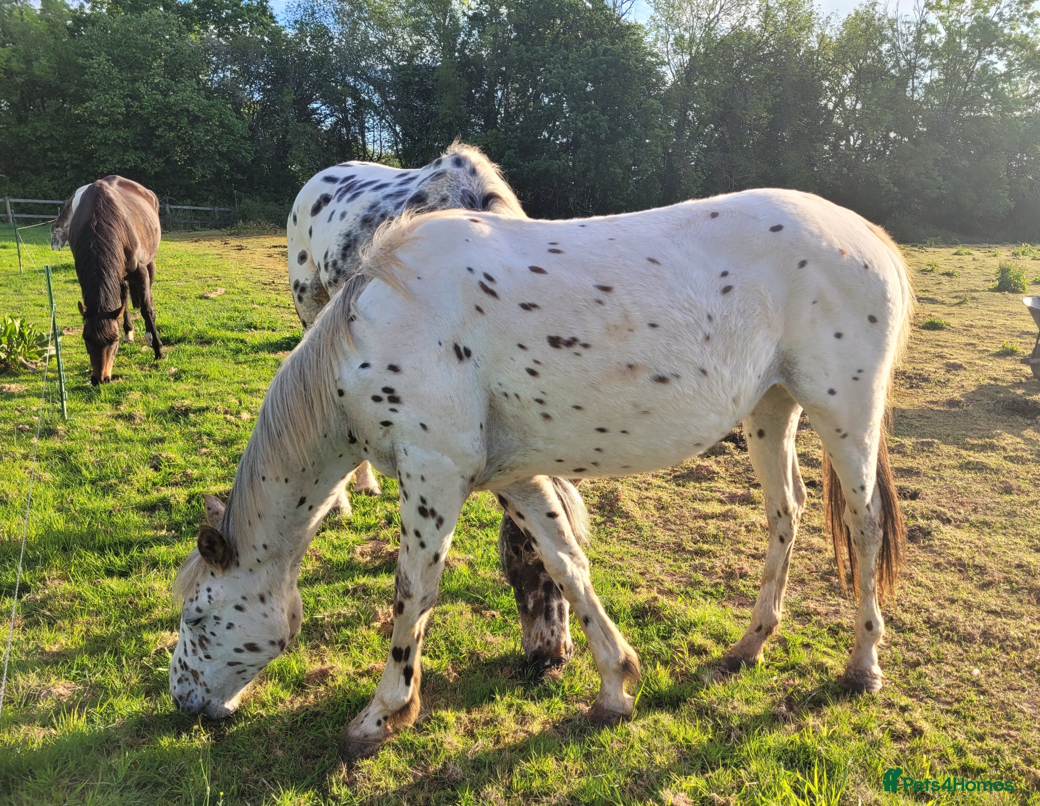 Appaloosa horses Beautiful Appaloosa filly to make 15.2hh - Advert 10