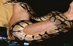Python Snake reptiles for sale: Ball Python - Image 2