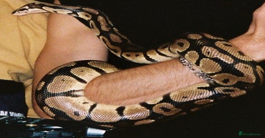 Python Snake reptiles - Advert 5
