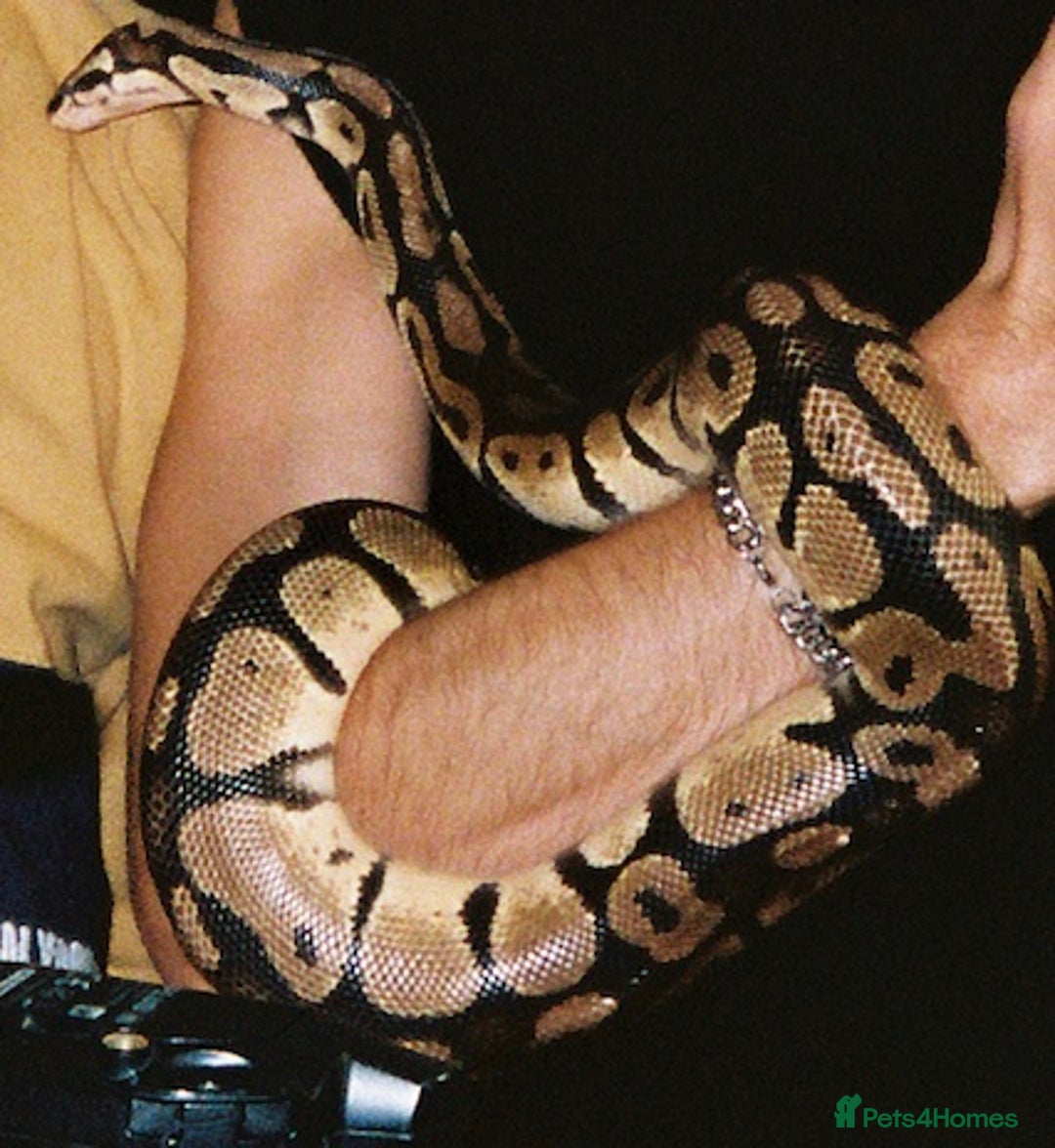 Python Snake reptiles for sale: Ball Python - Image 2