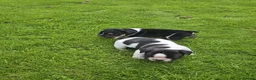 French Bulldog dogs for sale: Frenchbulldog Puppies - Advert 19