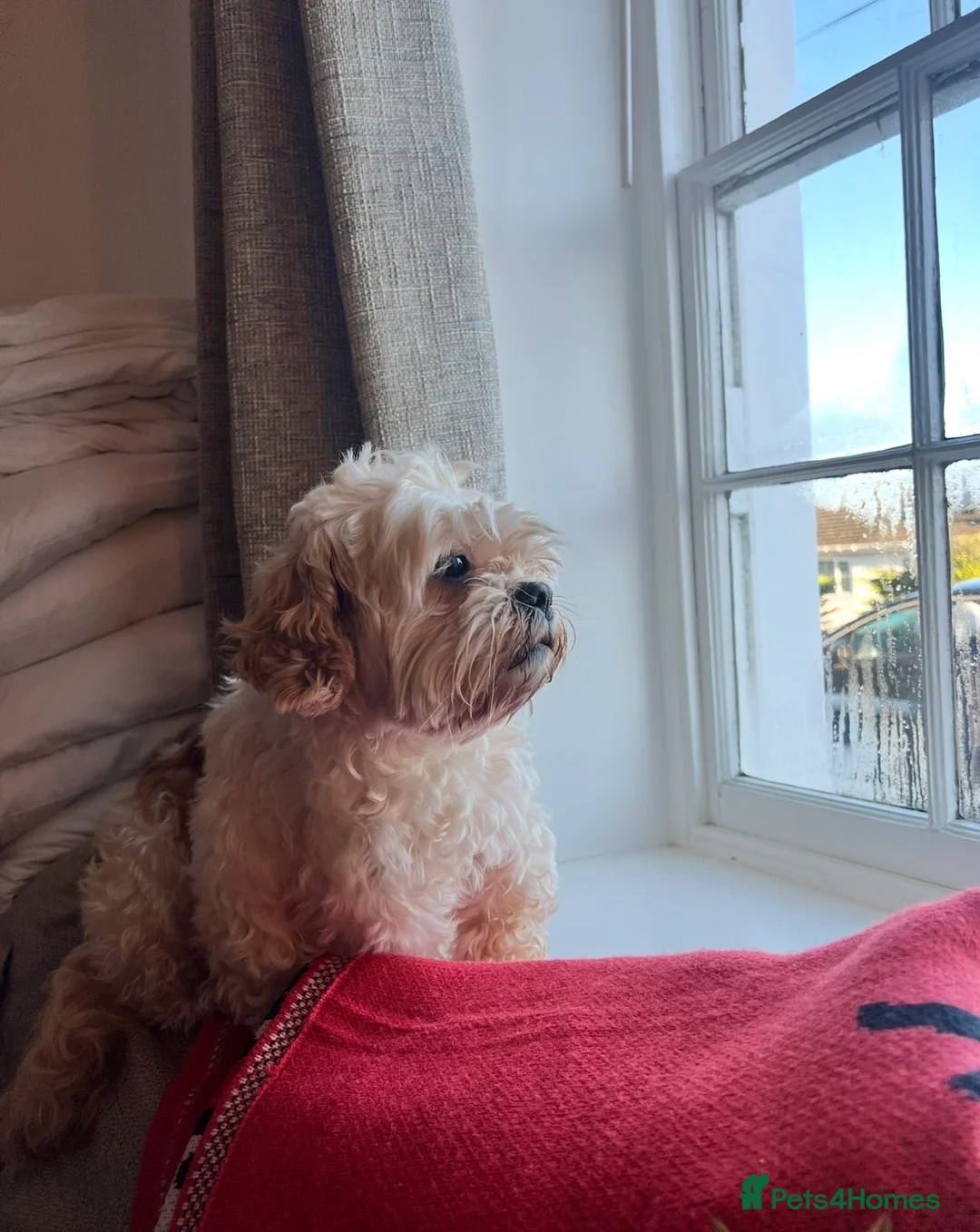 Shihpoo dogs for sale: 5 x female F1b Shihpoo pups - Advert 11