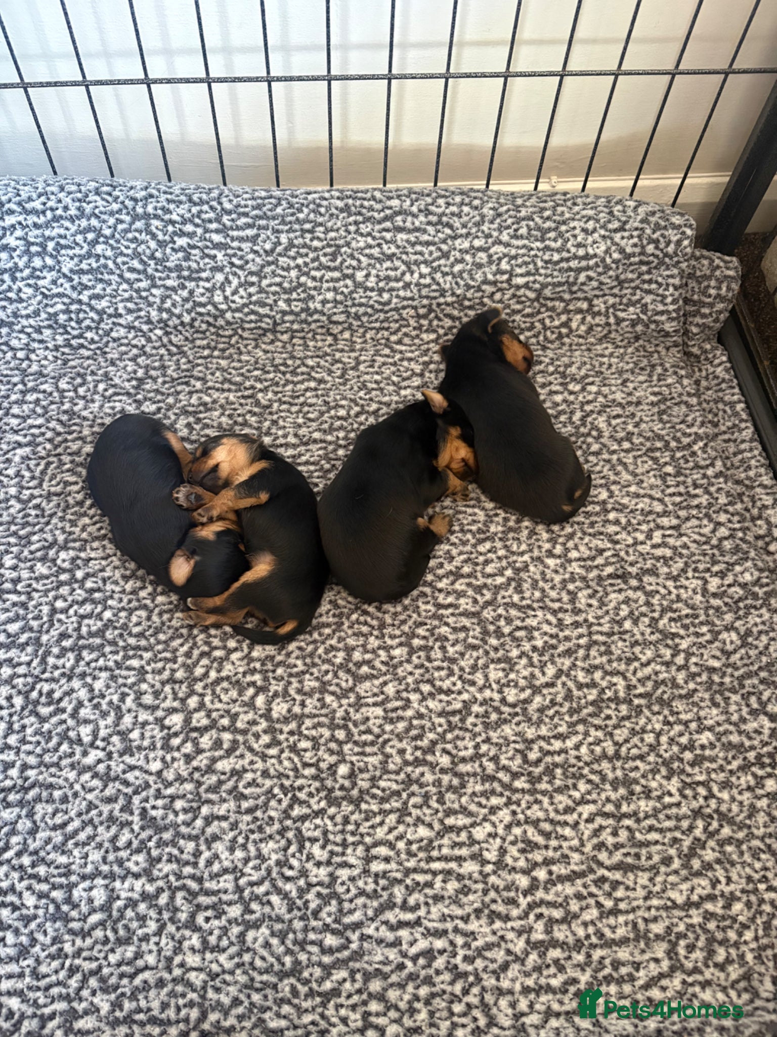 Yorkshire Terrier dogs Beautiful small Yorkshire terrier puppies - Advert 1