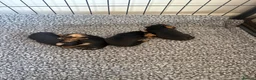 Yorkshire Terrier dogs for sale: Beautiful small Yorkshire terrier puppies - Advert 1