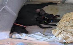 Mixed Breed dogs for sale: Beautiful Labrador x Staffys - Image 2