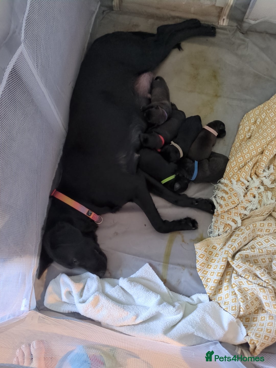 Mixed Breed dogs for sale: Beautiful Labrador x Staffys - Image 2