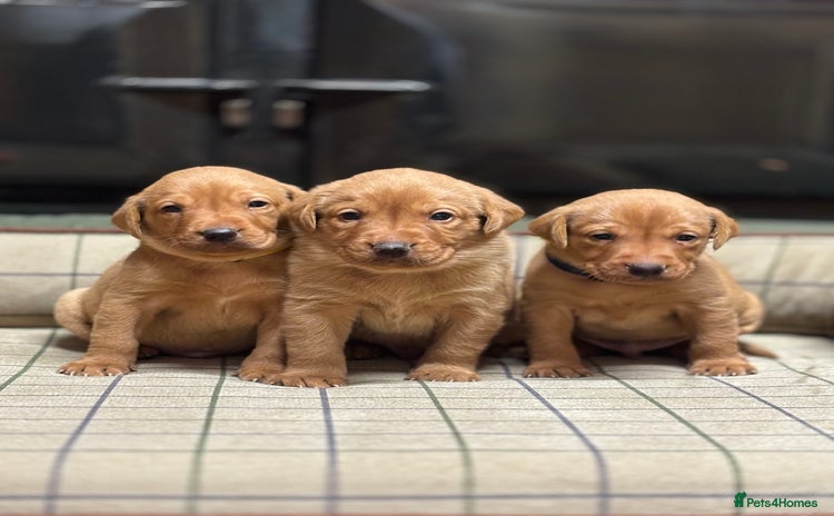 Labrador Retriever dogs - Advert 4