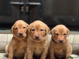 Labrador Retriever dogs Gorgeous KC Red Labrador Pups - Advert 13