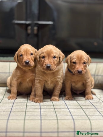 Labrador Retriever dogs - Advert 4