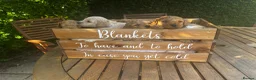 Cockapoo dogs for sale: Miniature f1b Cockapoo puppies DNA health clear🌟  - Advert 1