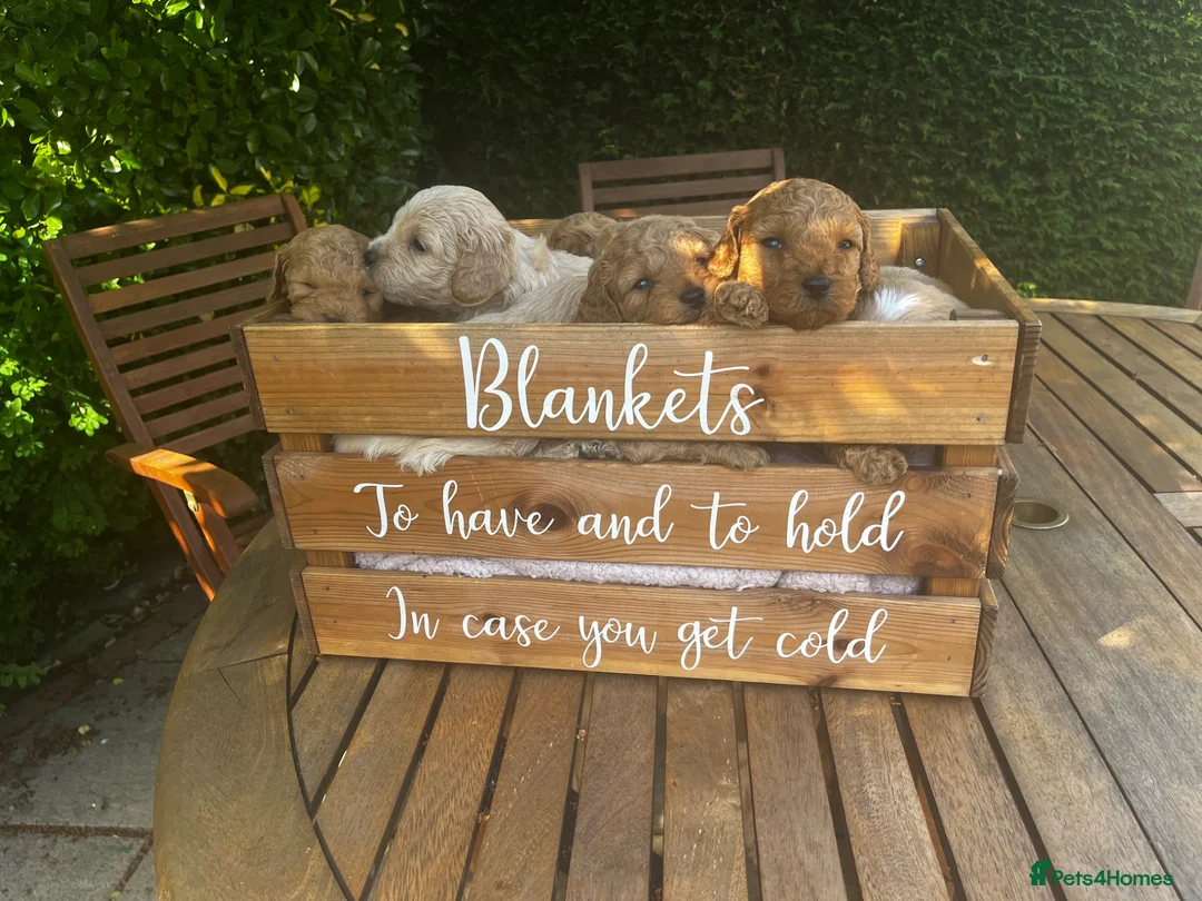 Cockapoo dogs for sale: Miniature f1b Cockapoo puppies DNA health clear🌟  - Advert 1