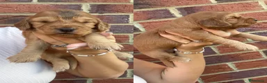 Cocker Spaniel 3
