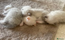 Siberian cats for sale: Siberian Neva masquerade kittens  - Image 19