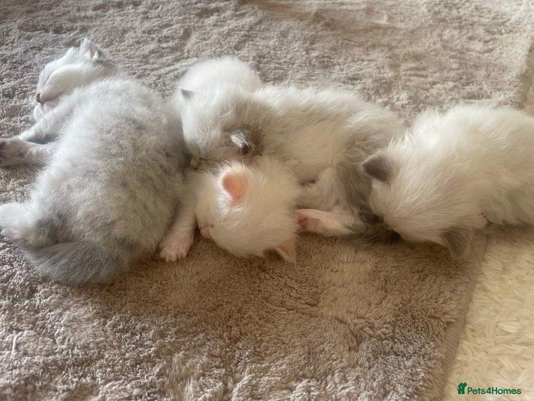 Siberian cats for sale: Siberian Neva masquerade kittens  - Image 19