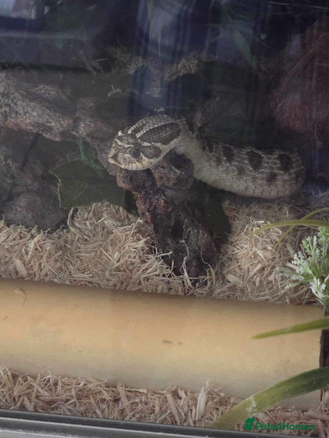 Snake reptiles for sale: 2 male hognose snakes  - Image 5
