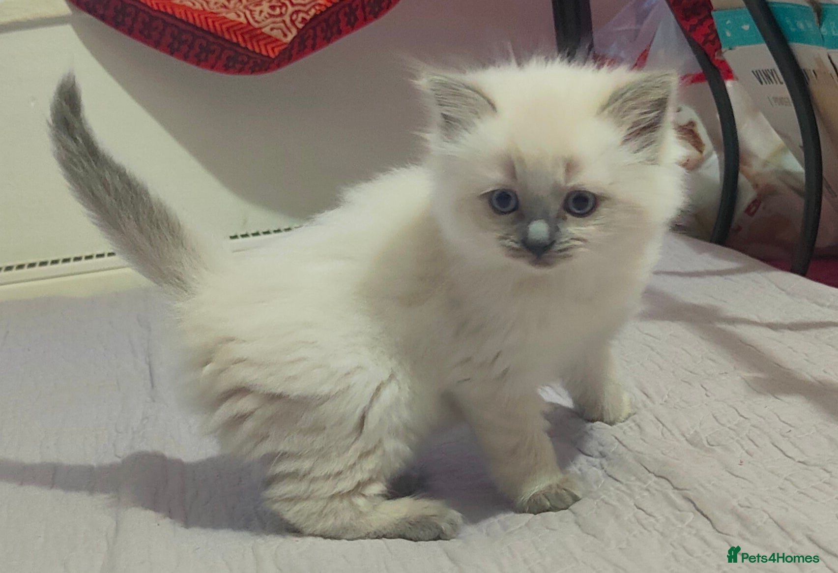 Ragdoll cats ❤️ Sweet Purrs Await: Your Ragdoll Friend ❤️ - Advert 12