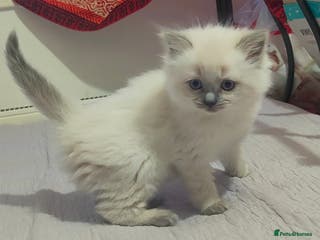 Ragdoll cats ❤️ Sweet Purrs Await: Your Ragdoll Friend ❤️ - Advert 12