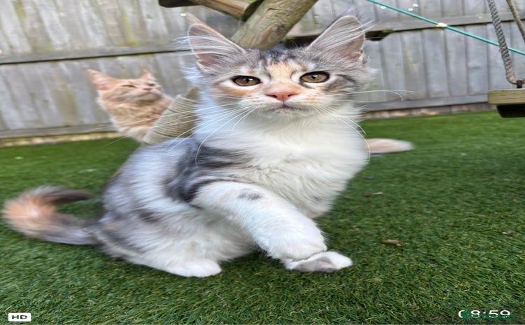 Maine Coon cats - Advert 1