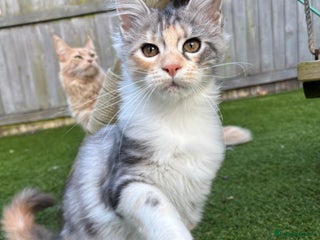 Maine Coon cats - Advert 25