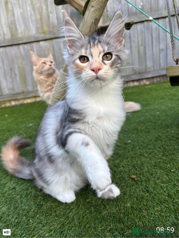 Maine Coon cats - Advert 1