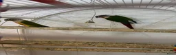 Conures birds for sale: Conuer - Advert 4