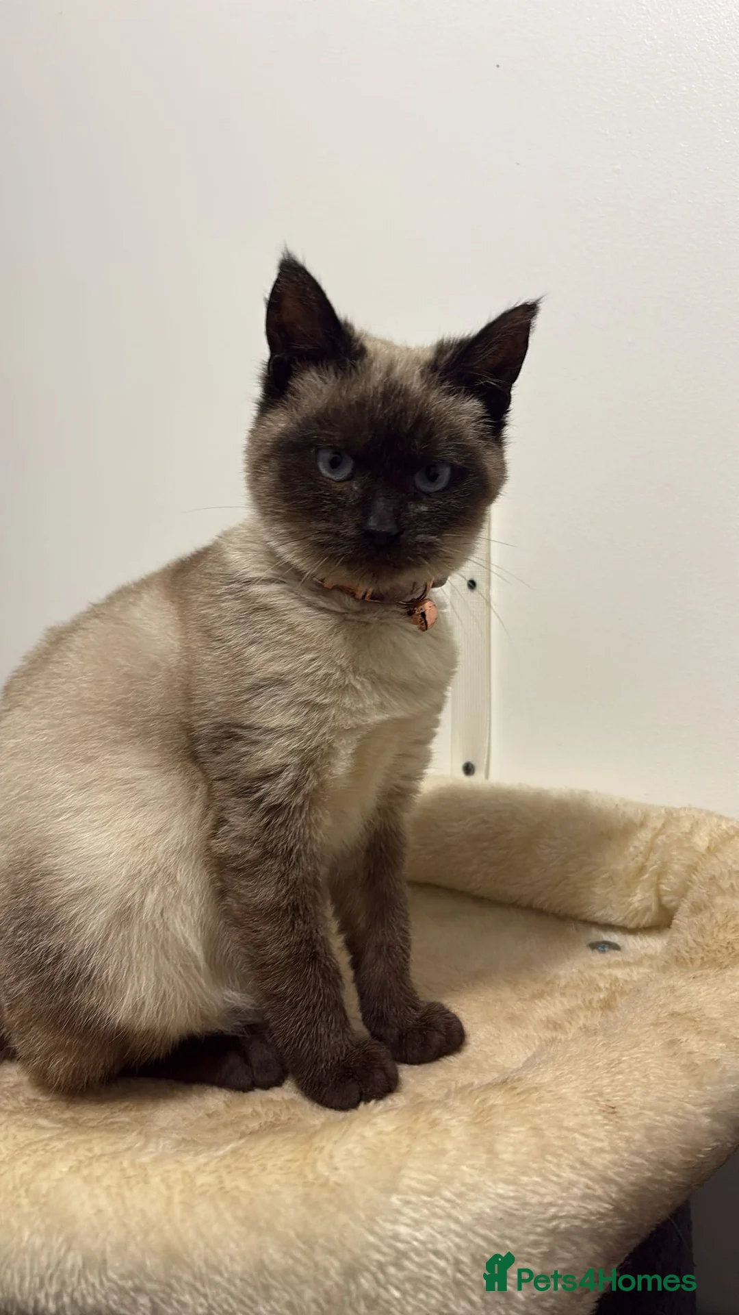 Siamese cats for sale: Last Siamese Kitten remaining - Ready to leave - Advert 6