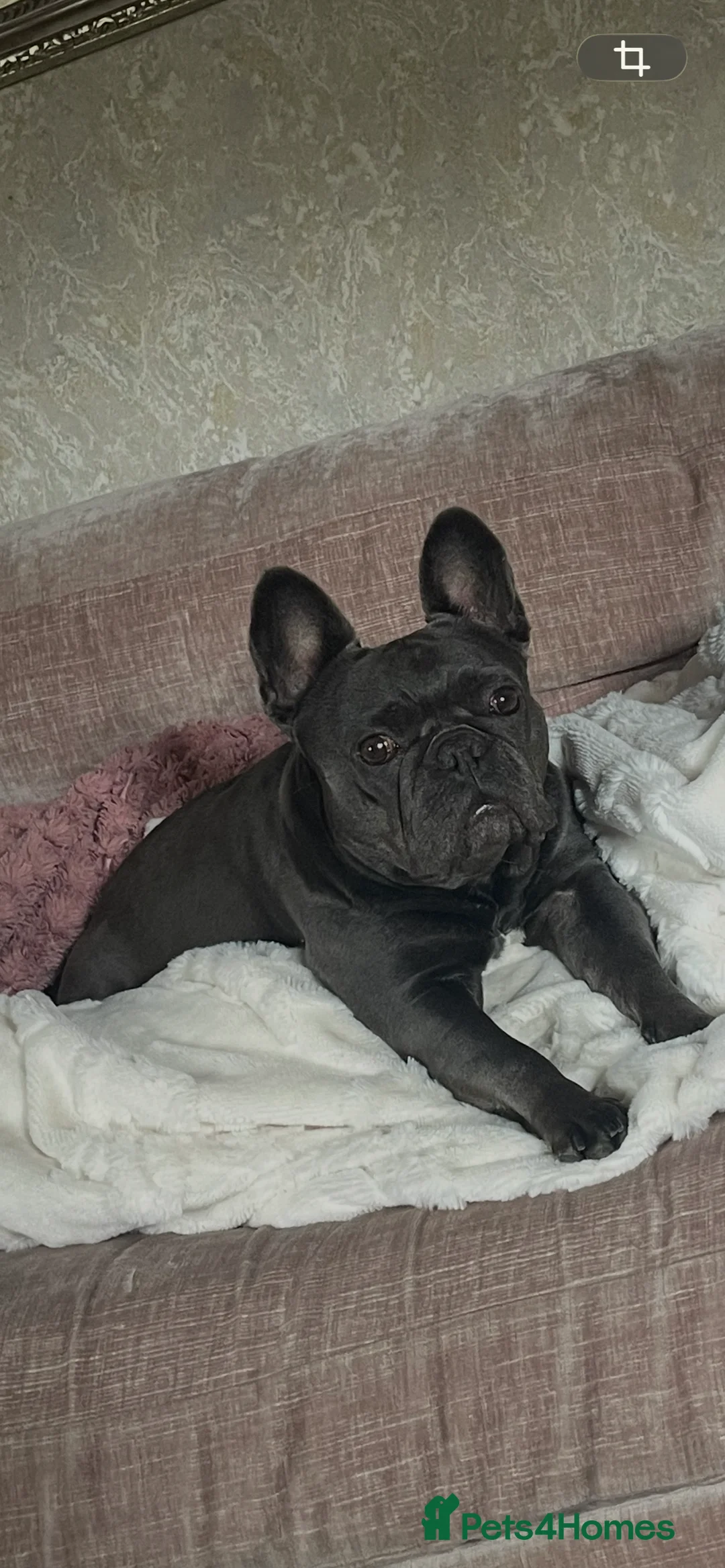 French Bulldog dogs for sale: 3 stunningly unique coloured stocky frenchies - Advert 7