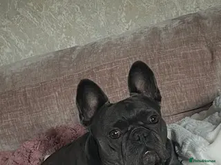 French Bulldog dogs French bulldogs - Advert 1