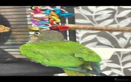 Conures birds for sale: Green cheek conure 💚 - Advert 4